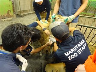 R7Vp円山動物園見学写真