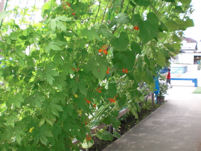 緑のカーテンの写真:花豆のカーテン