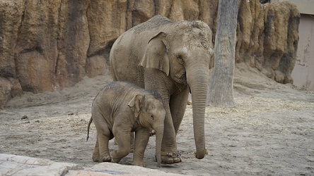動物園の象の写真