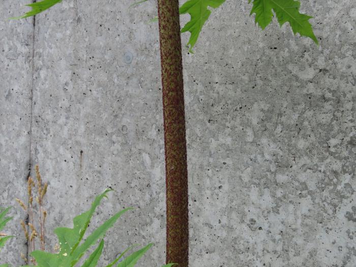 茎(下部)