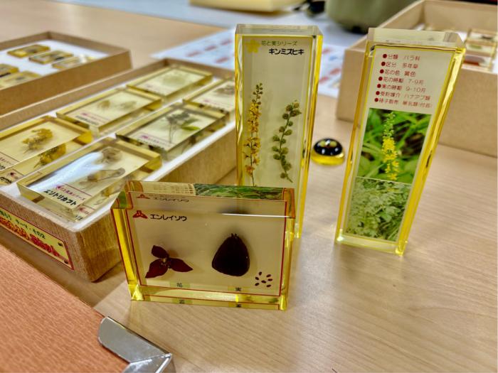 貸出標本の写真3