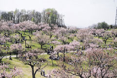 平岡公園の梅林