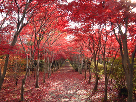 写真:平岡樹芸センター
