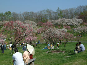写真:平岡公園