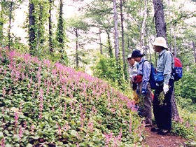 写真:白旗山・有明の滝都市環境林
