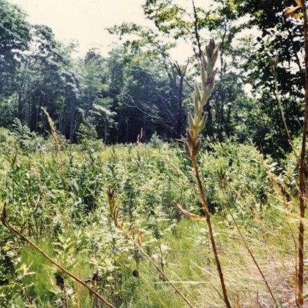 写真：昭和47年　美しが丘