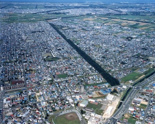 ポプラ通り(屯田防風林)の写真