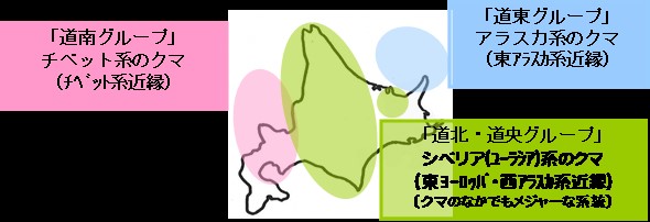 ヒグマ遺伝子マップ