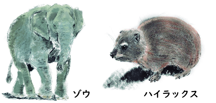 ゾウとハイラックス