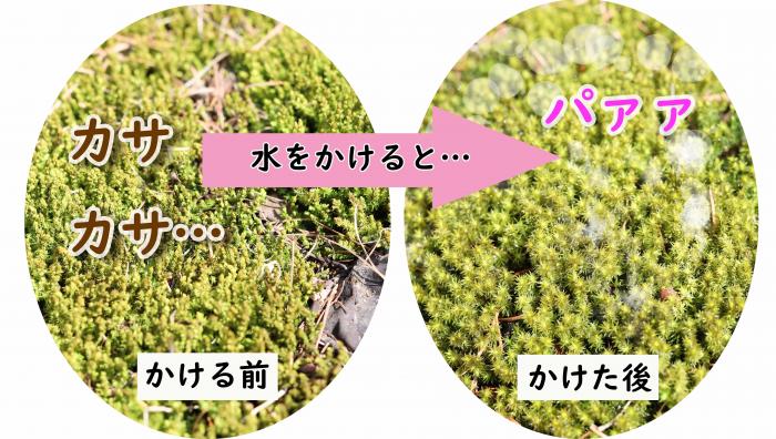 コケ水で元気