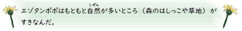 エゾタンポポは