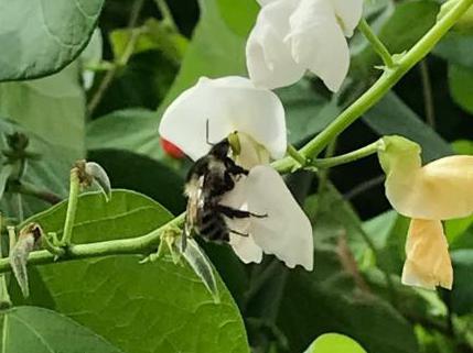 タンポポにとまる昆虫