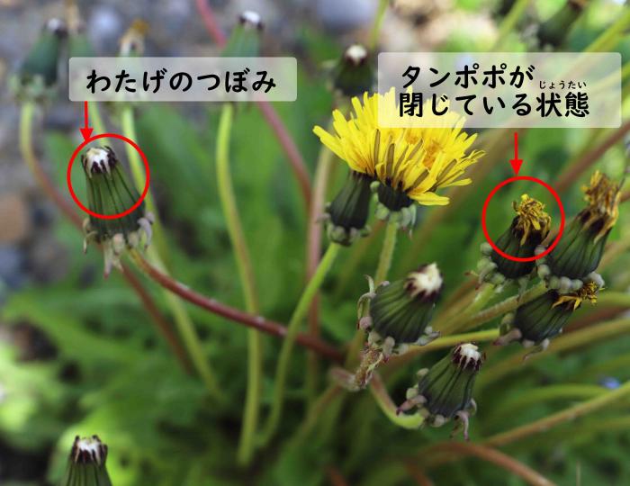 綿毛1