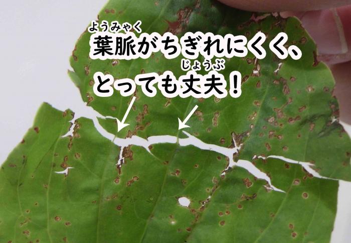 葉脈丈夫オオバコ