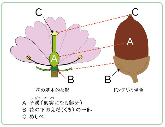 ドングリ図