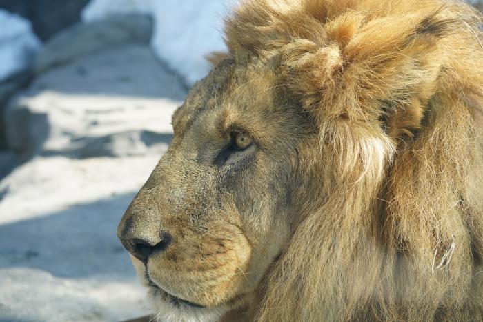 lion