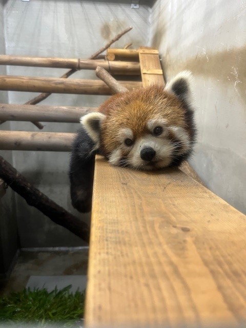 レッサーパンダの写真