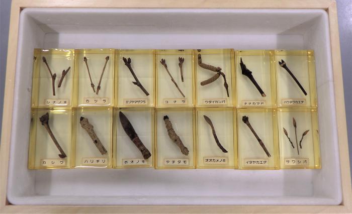 冬芽の樹脂封入標本