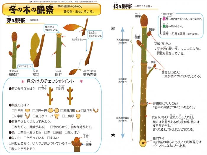 冬芽の観察ポイントをまとめたシート