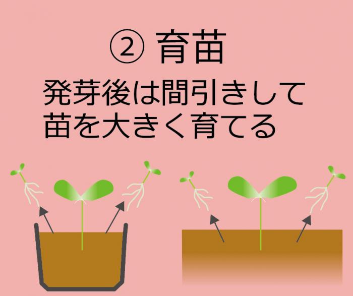 育苗