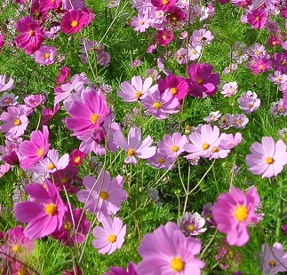 南区の花コスモス