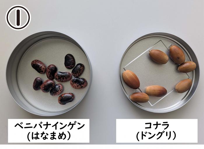 マラカスの材料の写真（左から、ベニバナインゲン、コナラ）