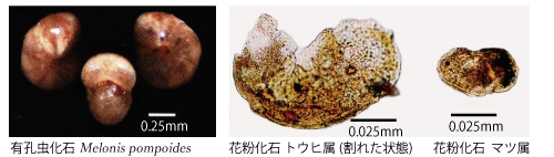 微化石写真