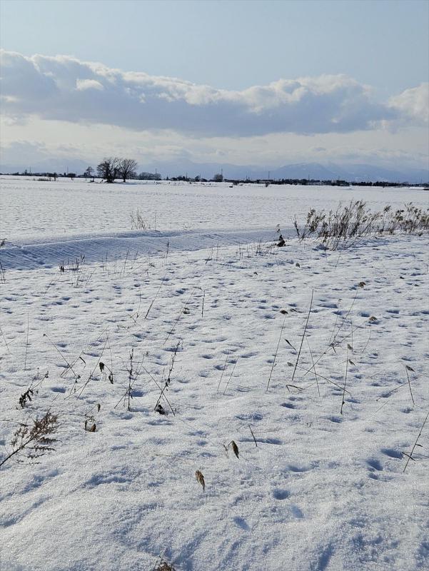 雪えくぼ1