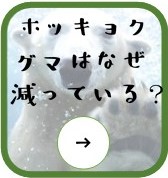 ホッキョクグマはなぜ減っている