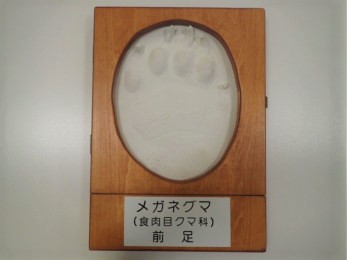 メガネグマ足