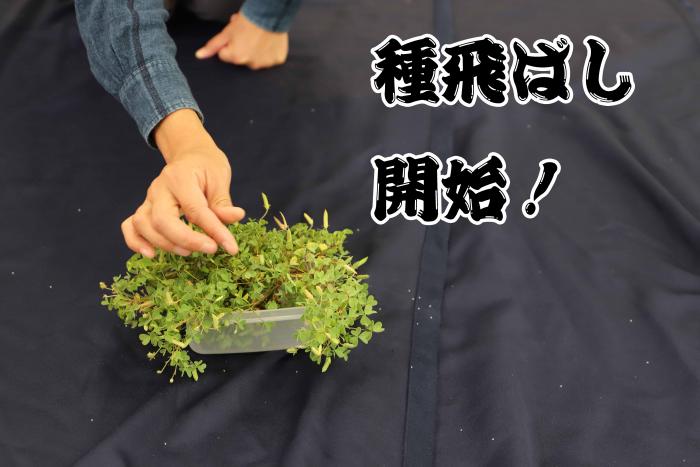 たねとばし開始