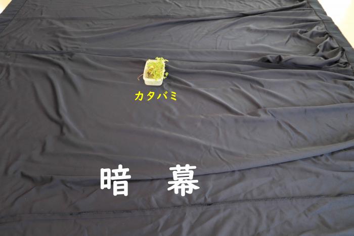 暗幕