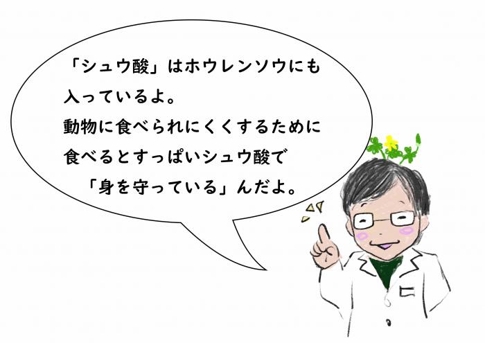 カタバミ解説山崎さん