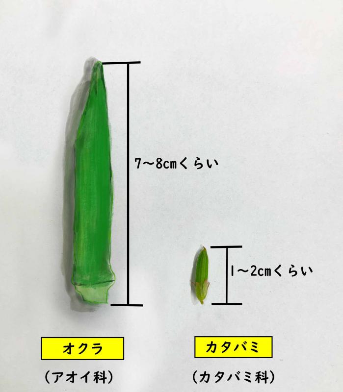 オクラとカタバミ