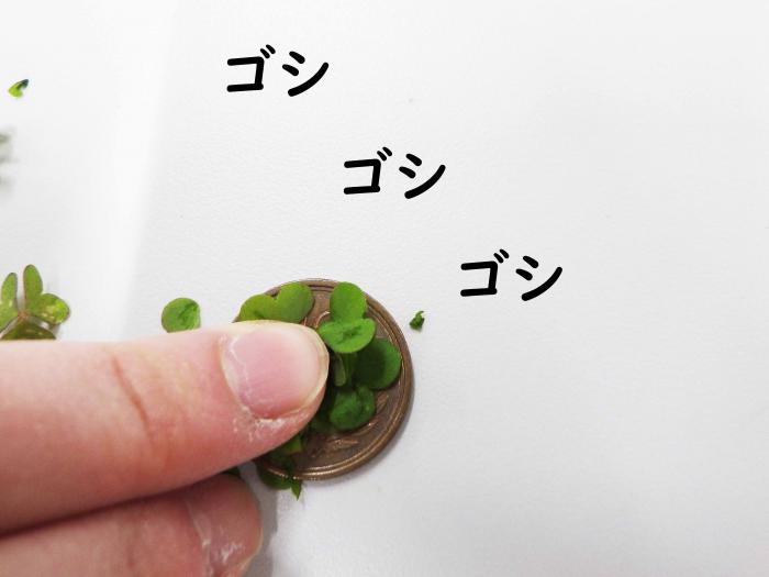 カタバミ磨く
