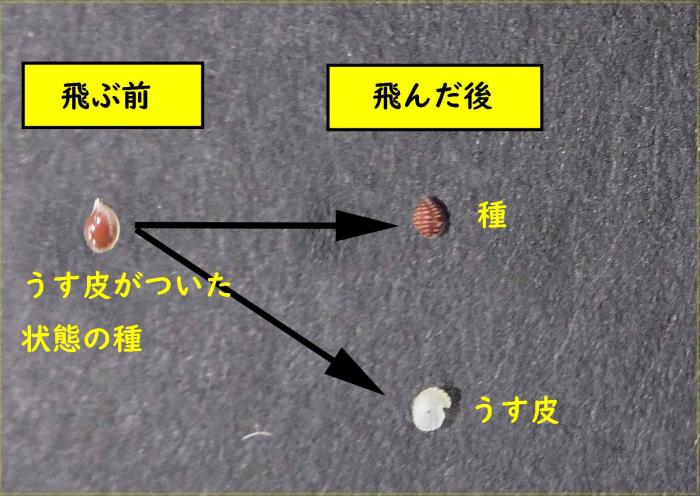 カタバミ種説明