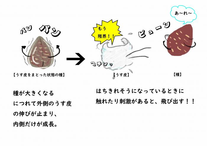 たねとばし説明
