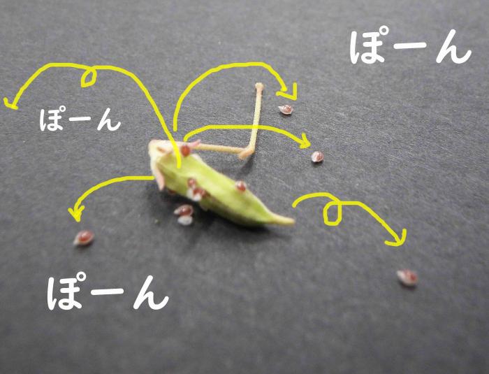 飛び出す種