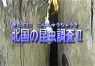 北国の昆虫調査2