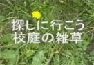 探しに行こう~校庭の草花