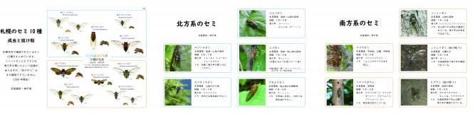 札幌のセミ10種