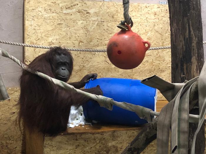 オランウータン