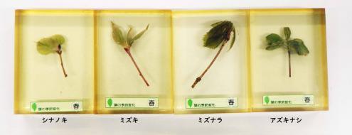 新芽