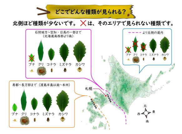 コナラ分布
