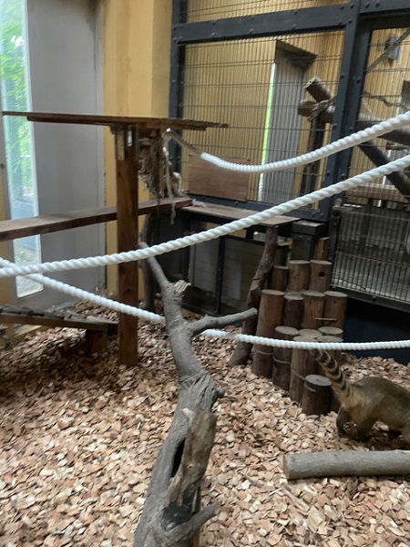 アカハナグマ展示場