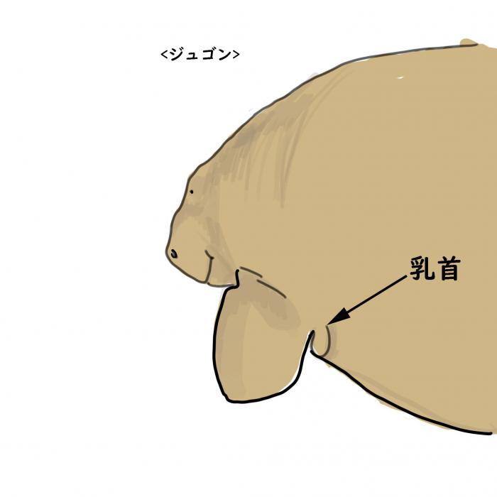 ジュゴンの乳首の場所