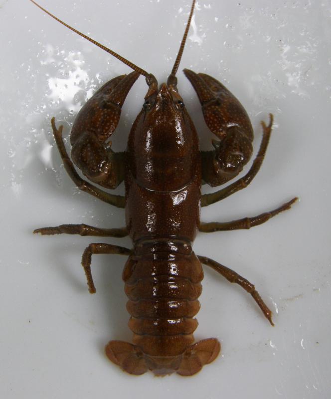 ニホンザリガニの写真