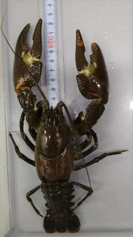ウチダザリガニ1