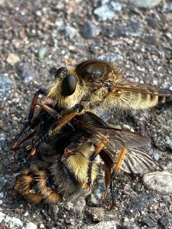 マルハナバチ