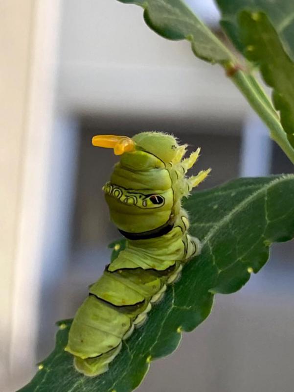 アゲハ